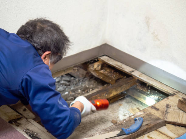 Best Mold Removal Process  in Lake Wales, FL