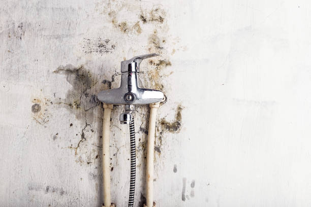 Best Residential Mold Removal  in Lake Wales, FL