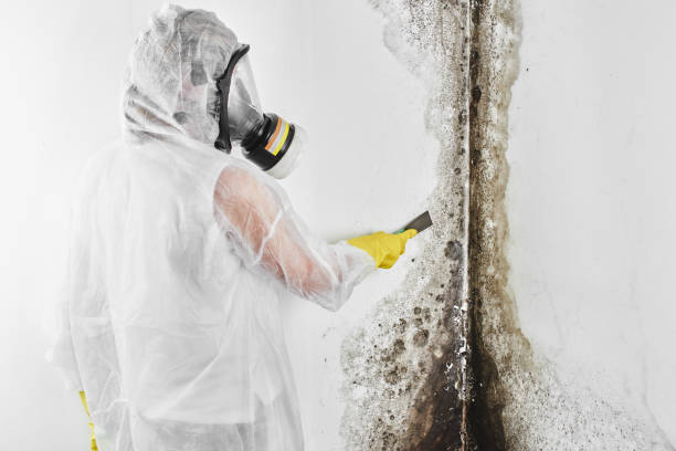 Best Crawl Space Mold Removal  in Lake Wales, FL