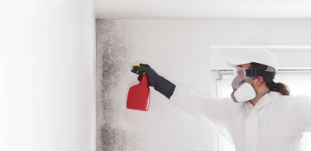 Professional Mold Removal in Lake Wales, FL