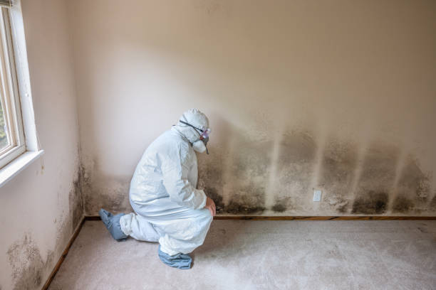Best Mold Damage Repair  in Lake Wales, FL