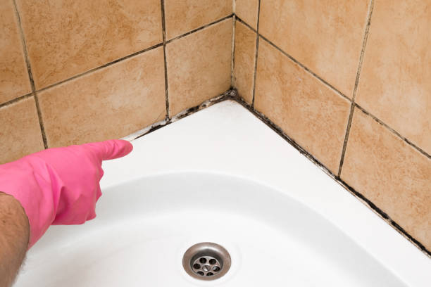 Mold Removal Process in Lake Wales, FL